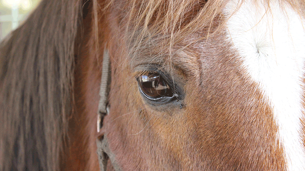 Bandit eyes