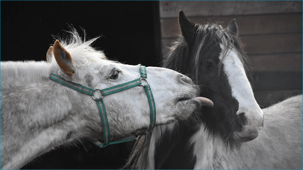 Santino et Saxo