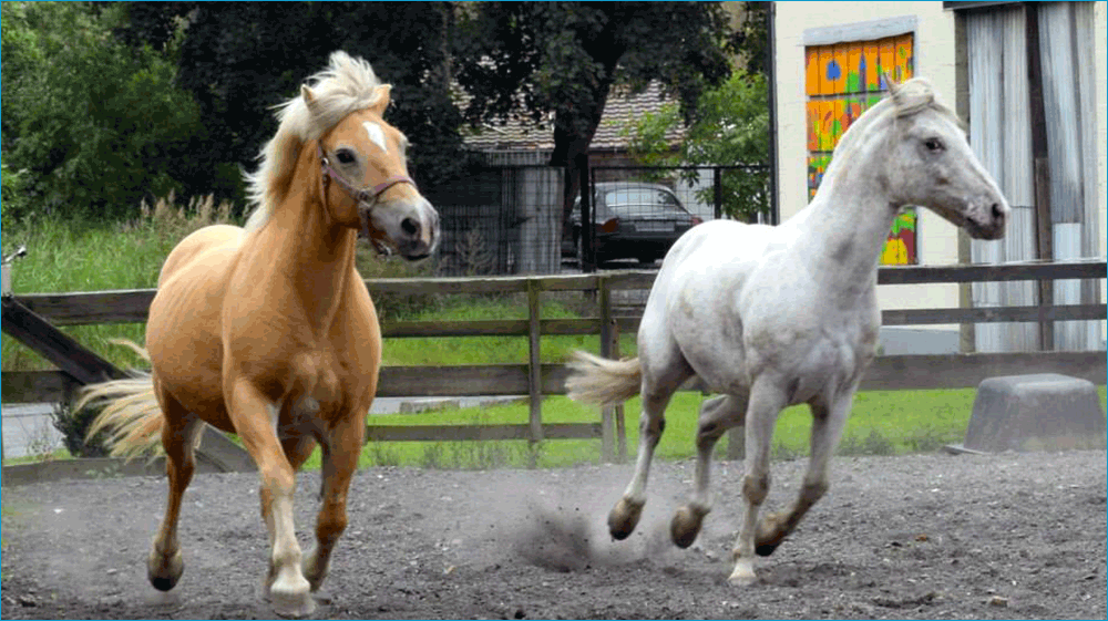 Maya et Santino