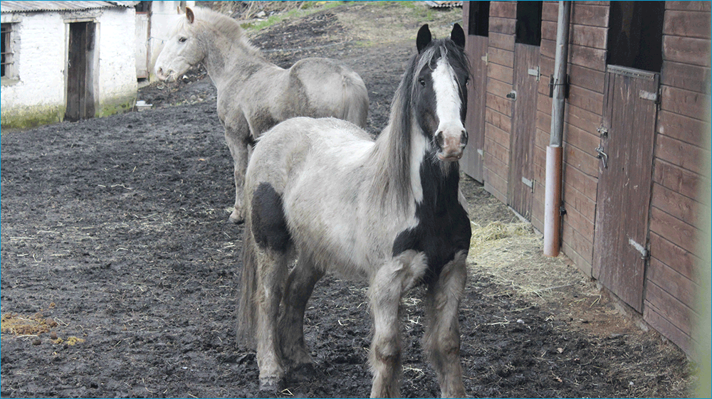 Saxo et Santino