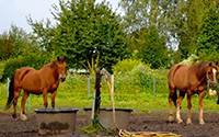 chevaux au pré